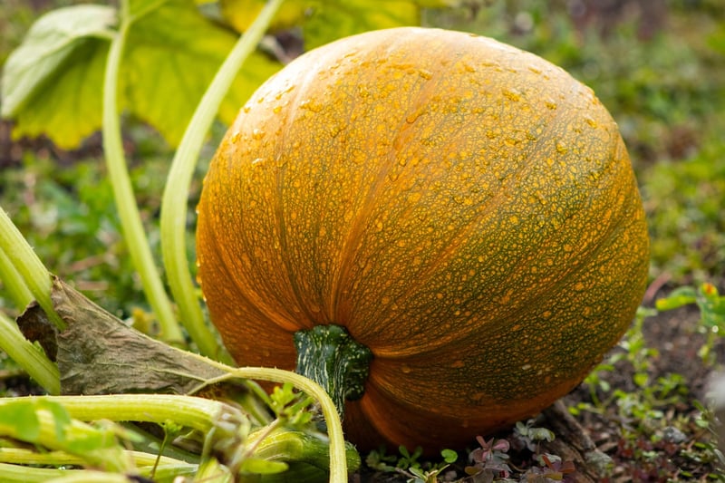 Fall Harvest